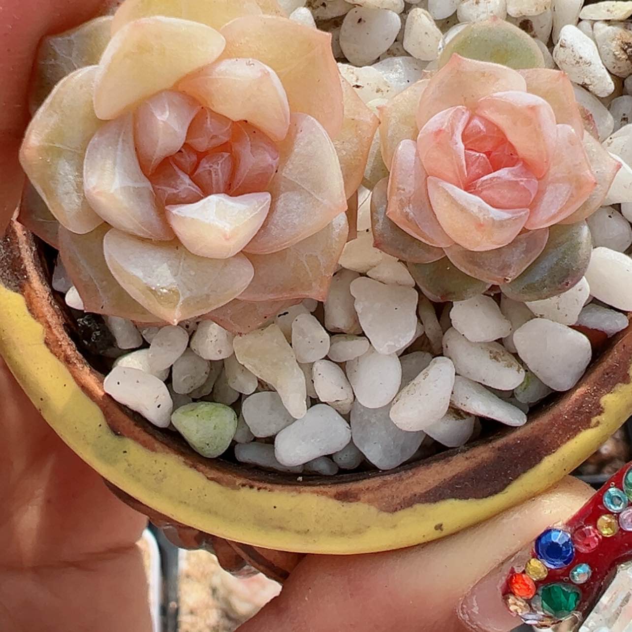 【闪购商品】912号哈哈