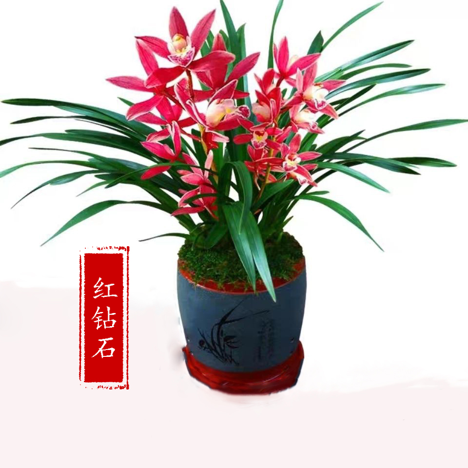 浓香型兰花苗【红钻石】建兰四季兰 花卉新手好养绿植室内植物盆栽