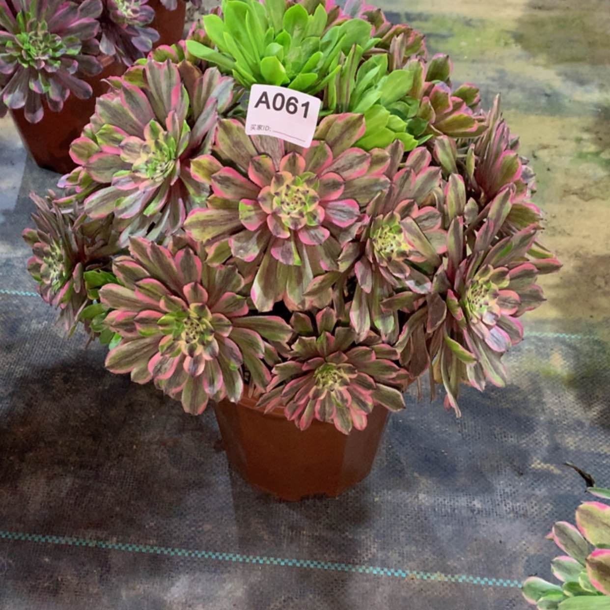 【闪购商品】……61粉黛