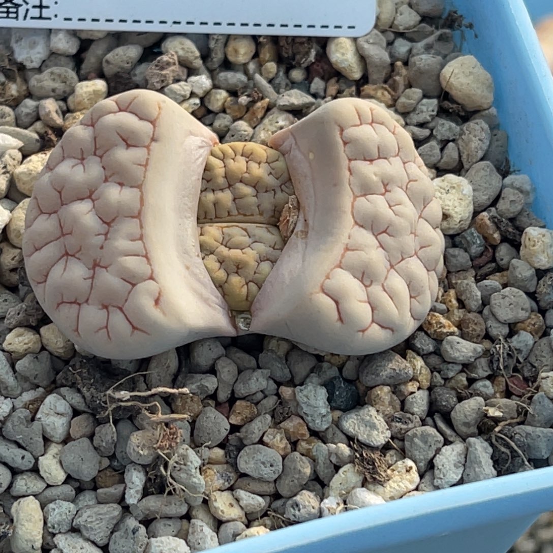 0822白底凹凸189尺寸3.8