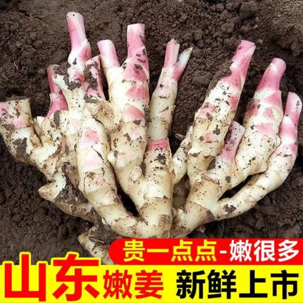 嫩姜红芽新鲜嫩生姜鲜姜泡菜 仔姜醋泡姜 现挖发货山东大姜原产地