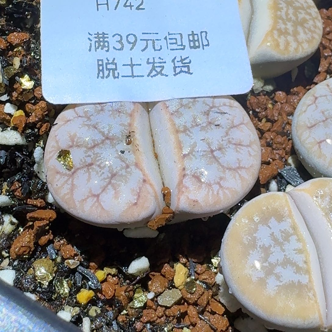742多肉哈哈哈哈哈哈