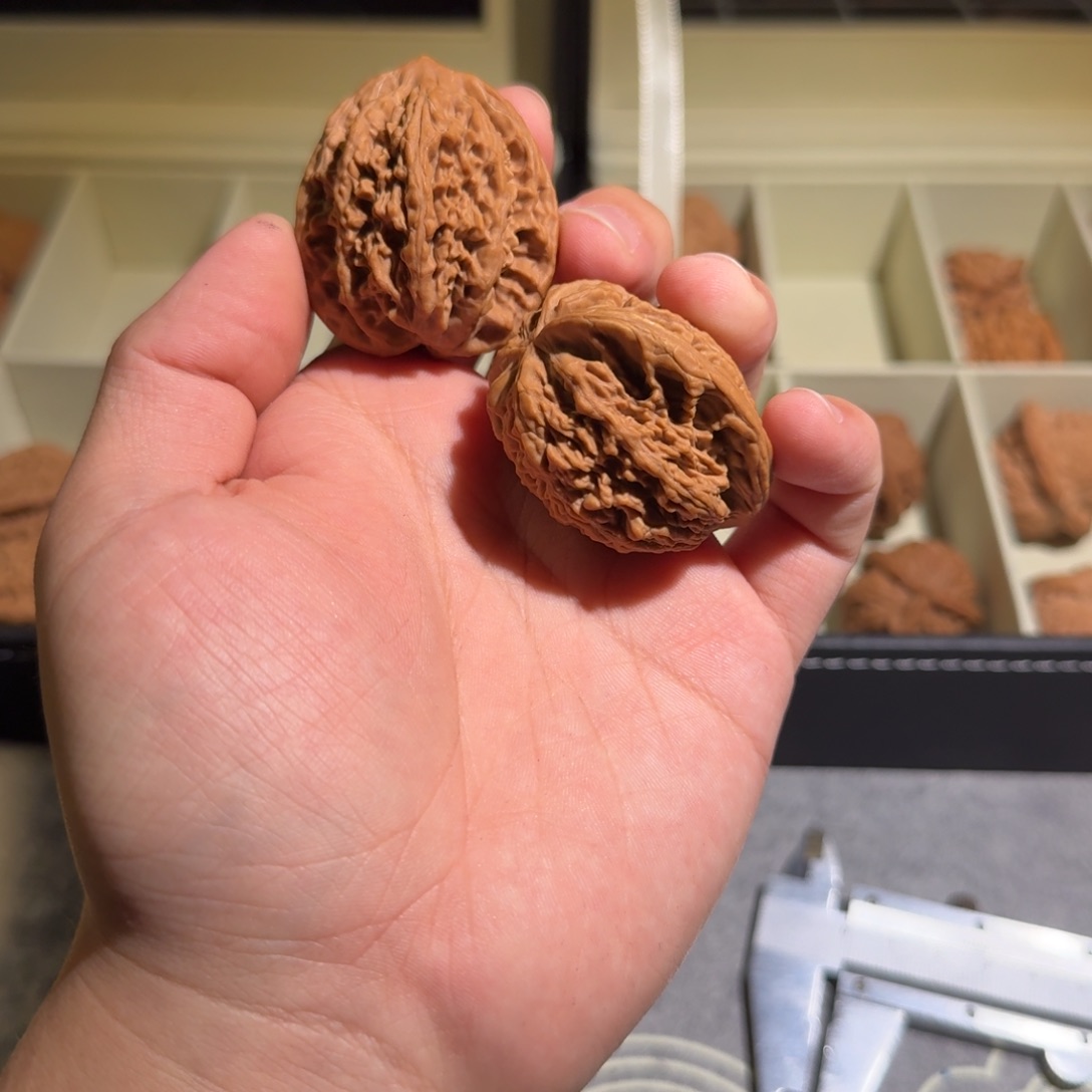 向***上大叶紫檀（黑酸枝木类）