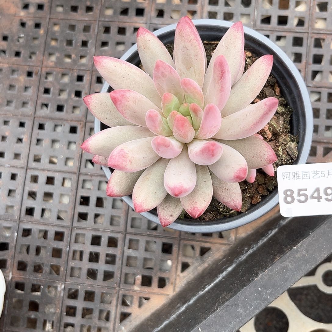阿雅园艺。   8549