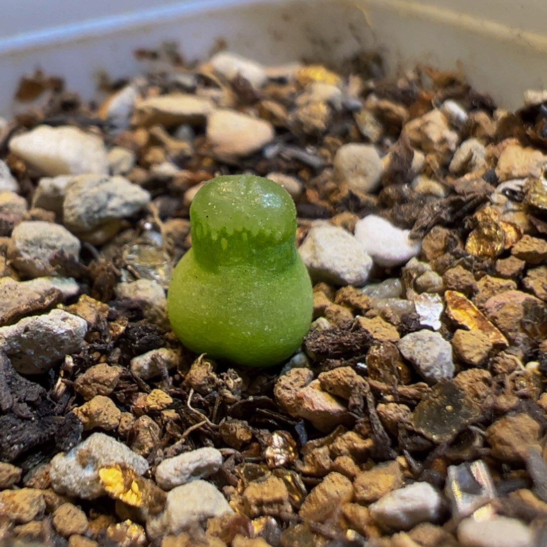 43多肉植物百科小葫芦
