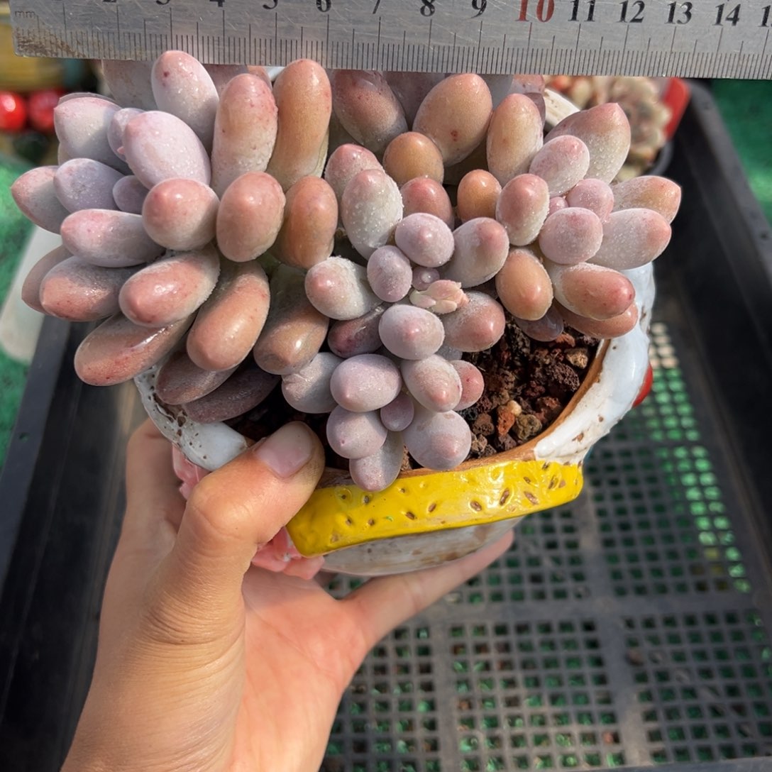 表妹精品多肉植物218.