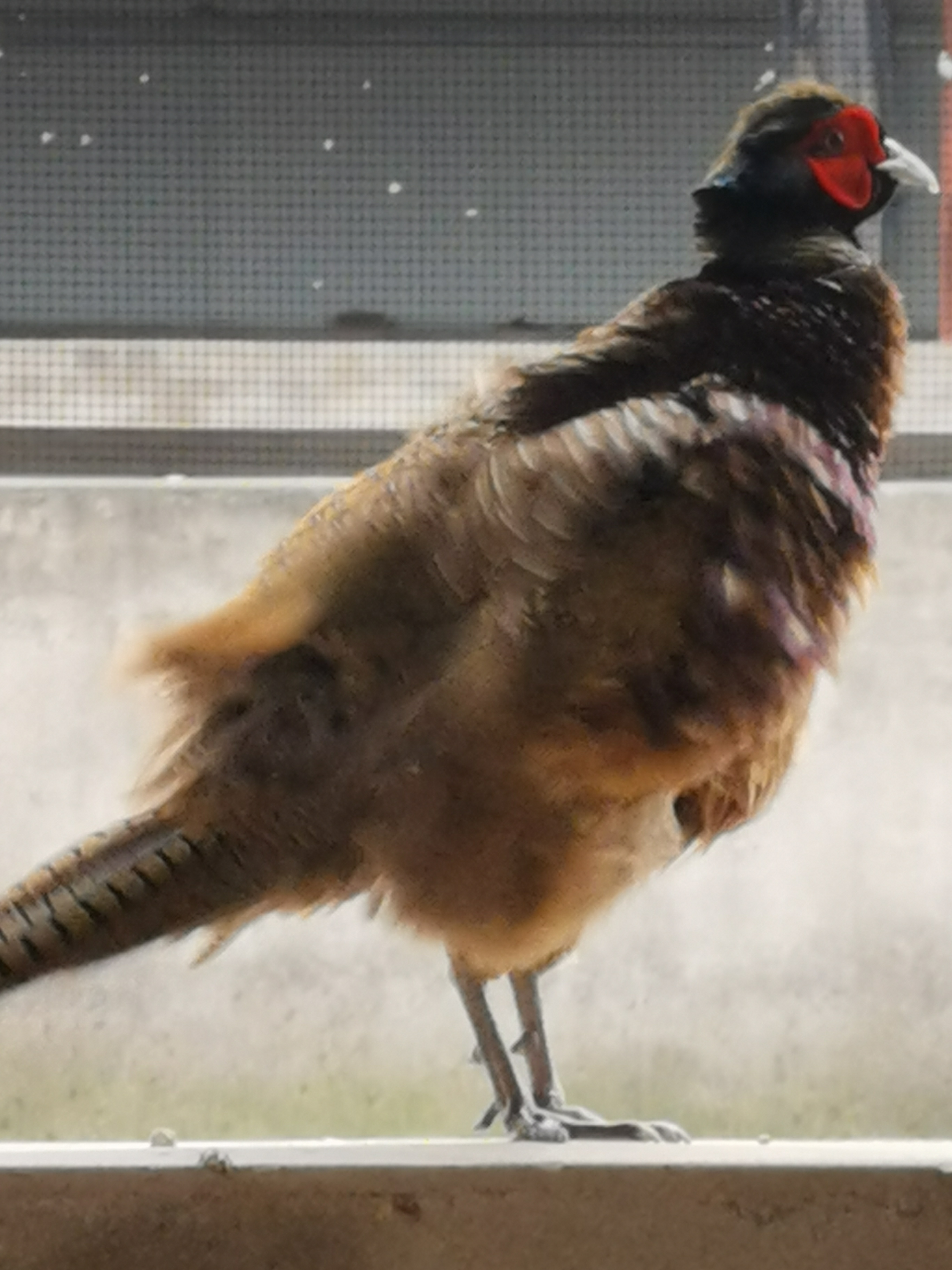 七彩山鸡，走地鸡，会飞的鸡，一公一母