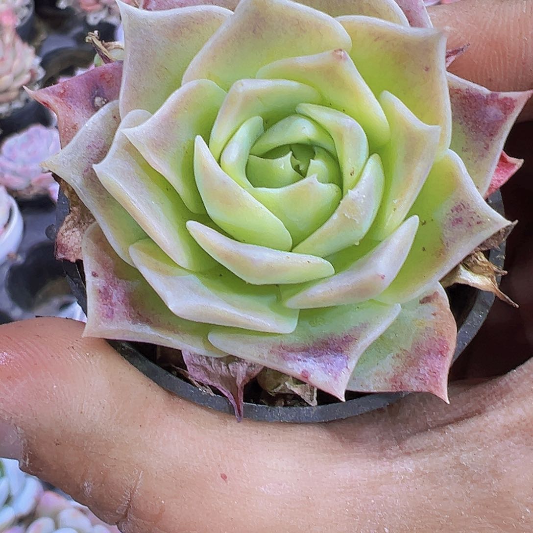 粉粹塔带盆带土19包邮