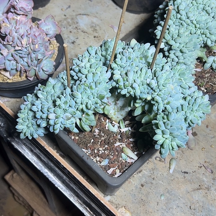 超大奶糖群生缀化
