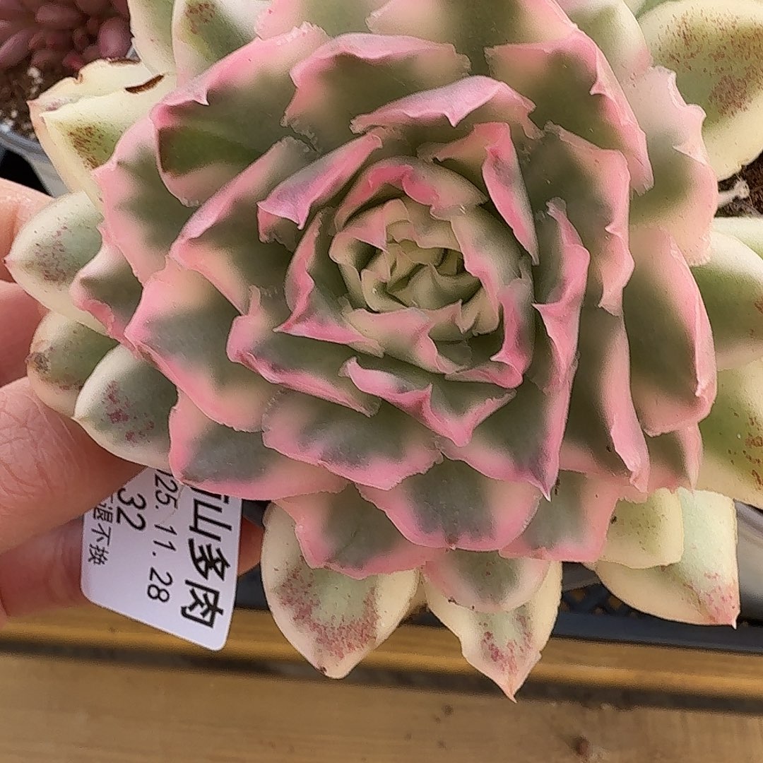紫蝴蝶锦1111128-32