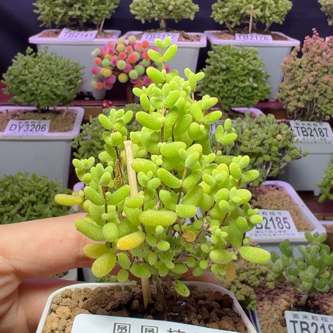 3211蜜橘糖球圣诞树