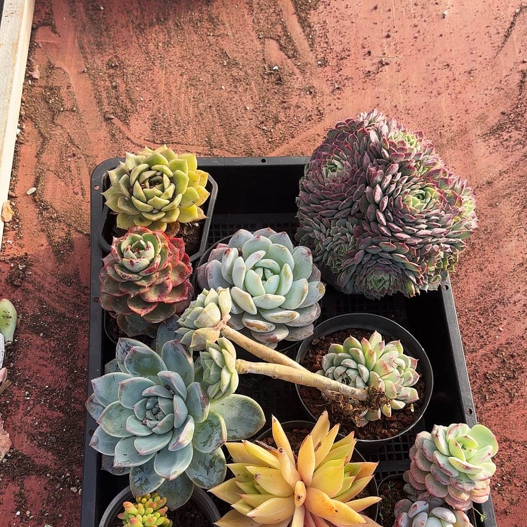 多肉植物狂拍765号