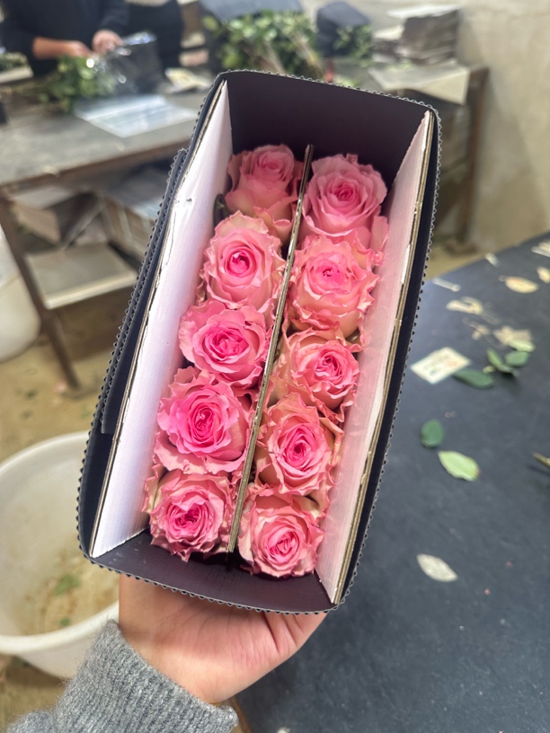 逸豪花卉玫瑰 45cm混装洛神玫瑰花鲜花云南基地采摘家用鲜切花