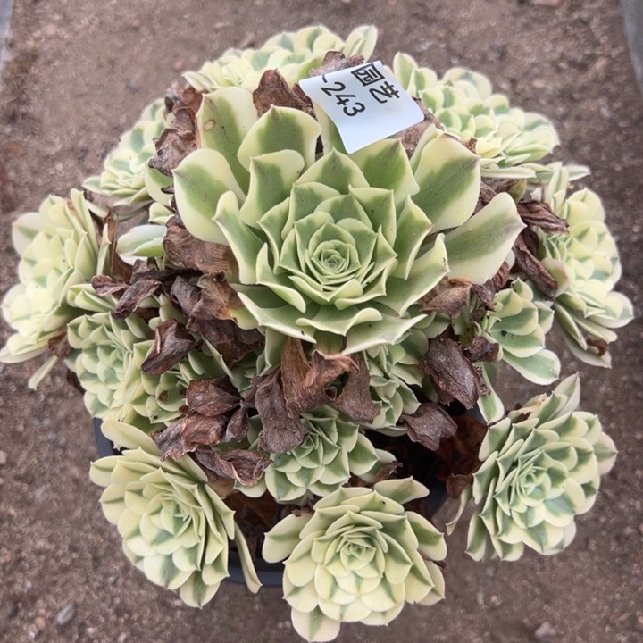 绿豆沙多肉植物243