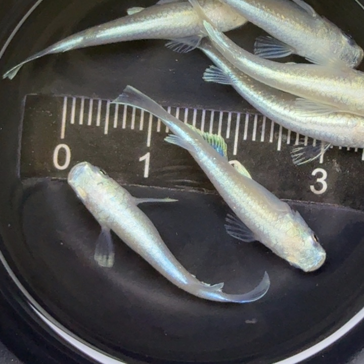 青鳉鱼粉天使20号