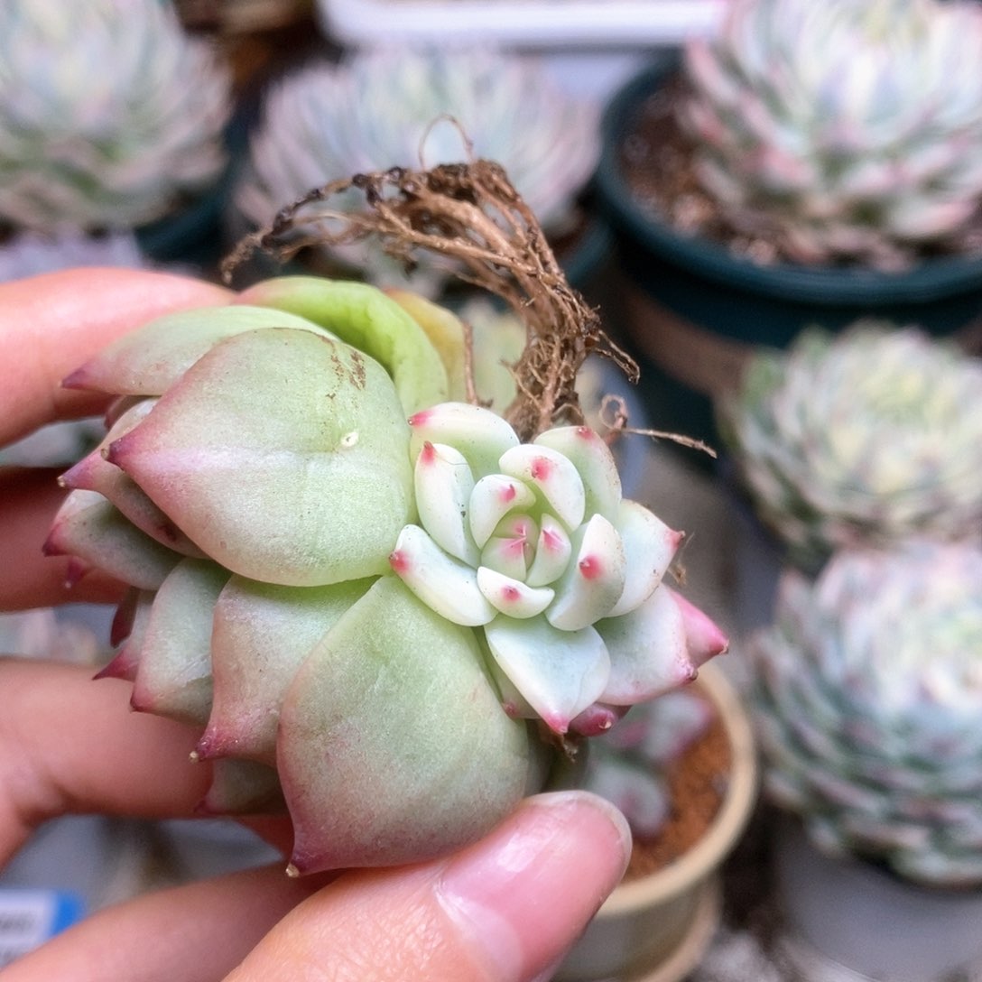 253锦锦锦锦锦锦