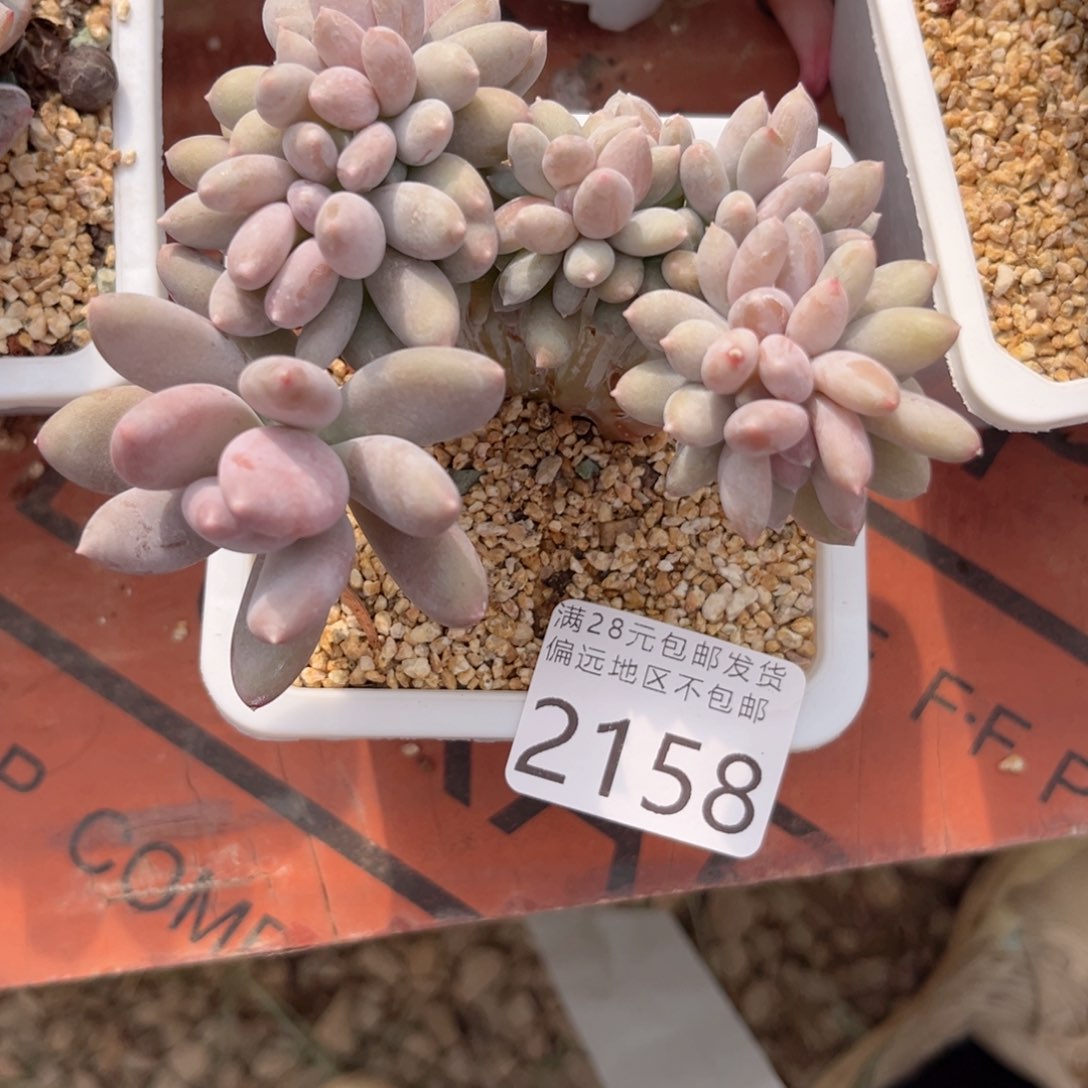 大2158；h f h v h b n