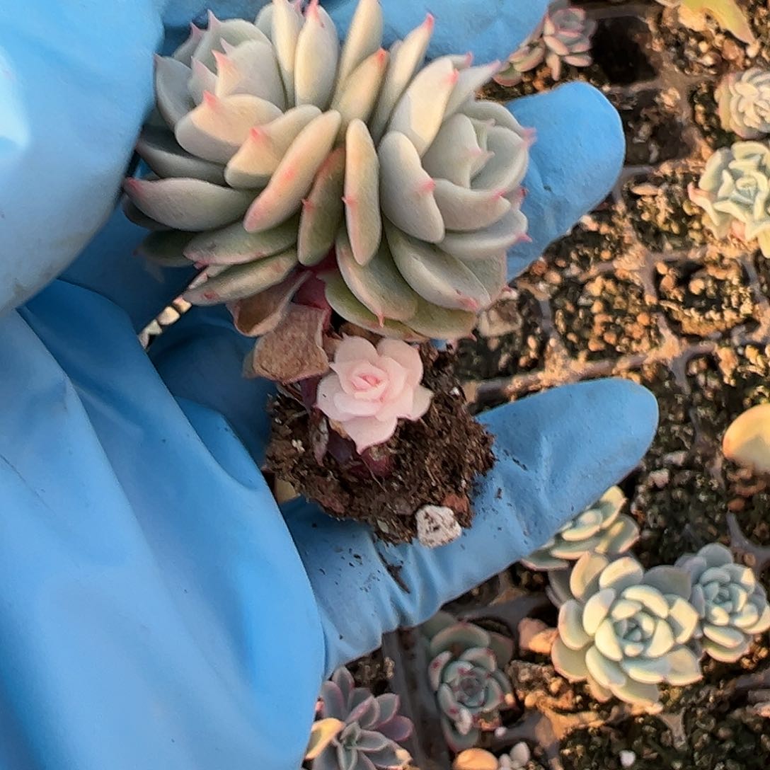 雪域锦，多肉植物