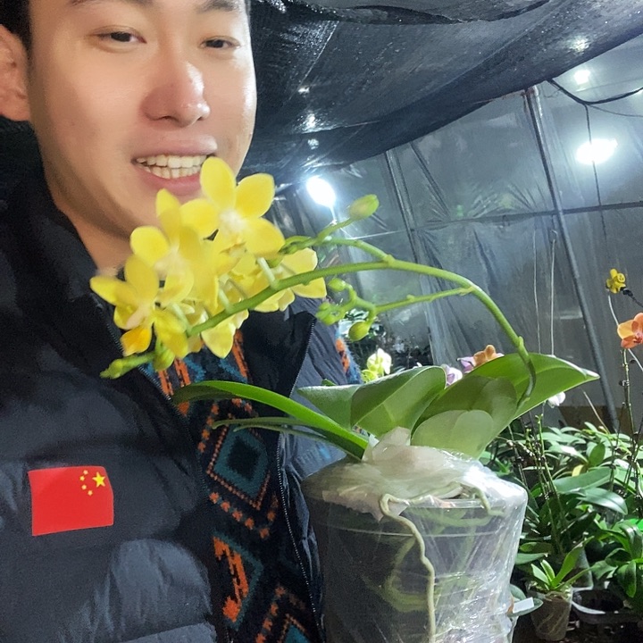 无花朵黄金梦蝴蝶兰