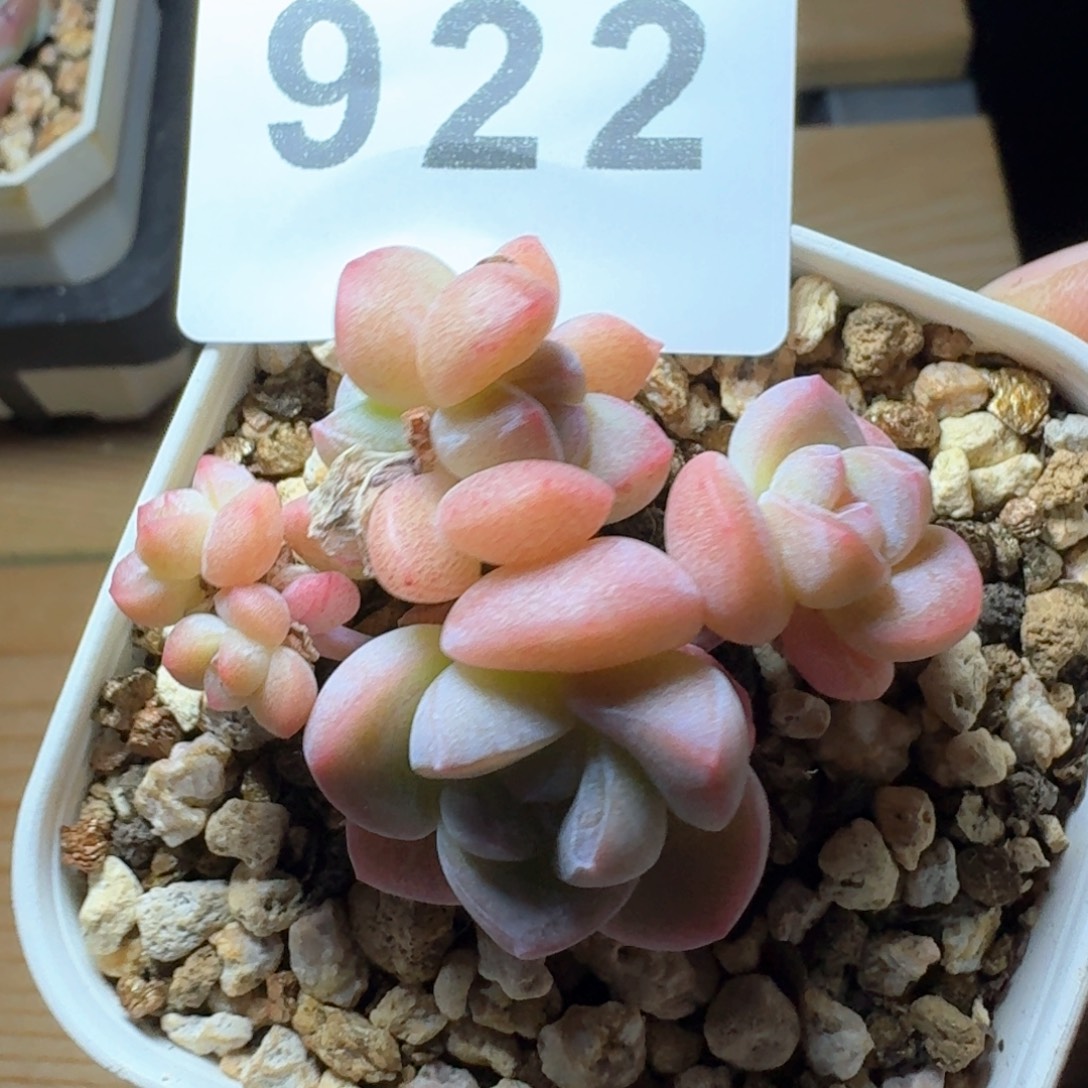 小脸冰玉群生整装