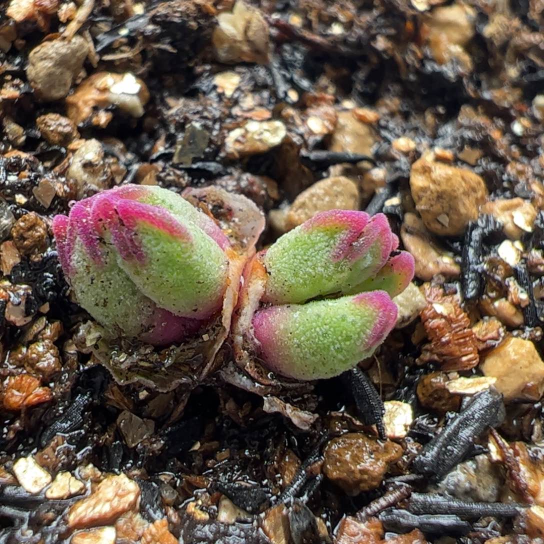 6头985猪蹄多肉植物百科