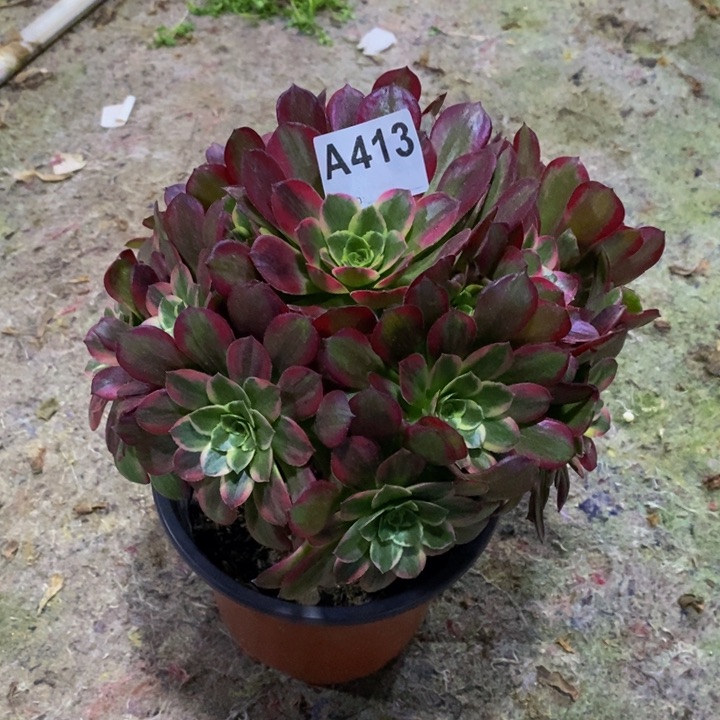 安娜多肉植物413