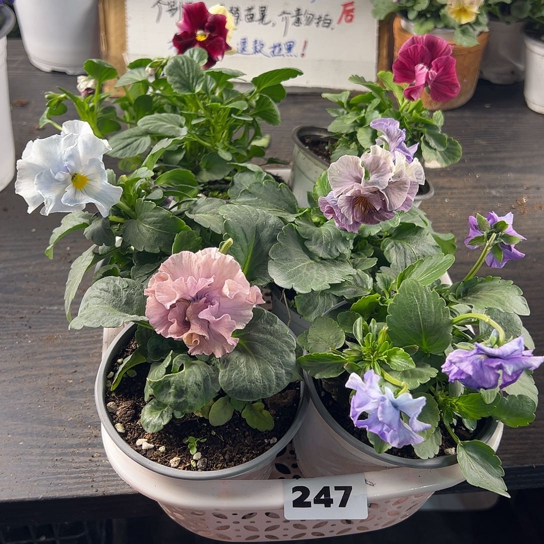 大部分花苞少量开放247号
