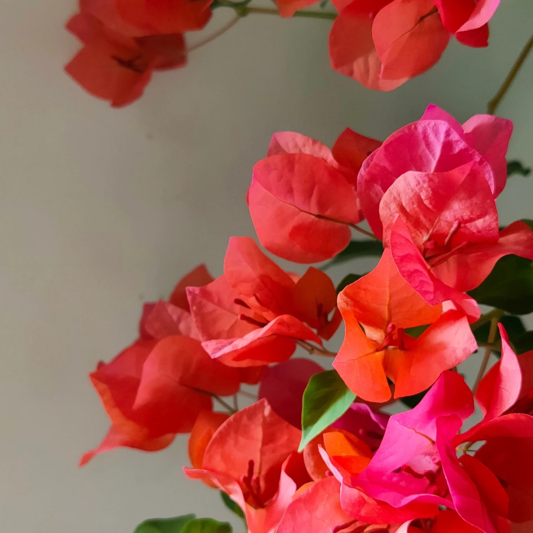 【混种三色】四季开花勤花（落花落叶不售后一个月内换盆不售后）哇塞