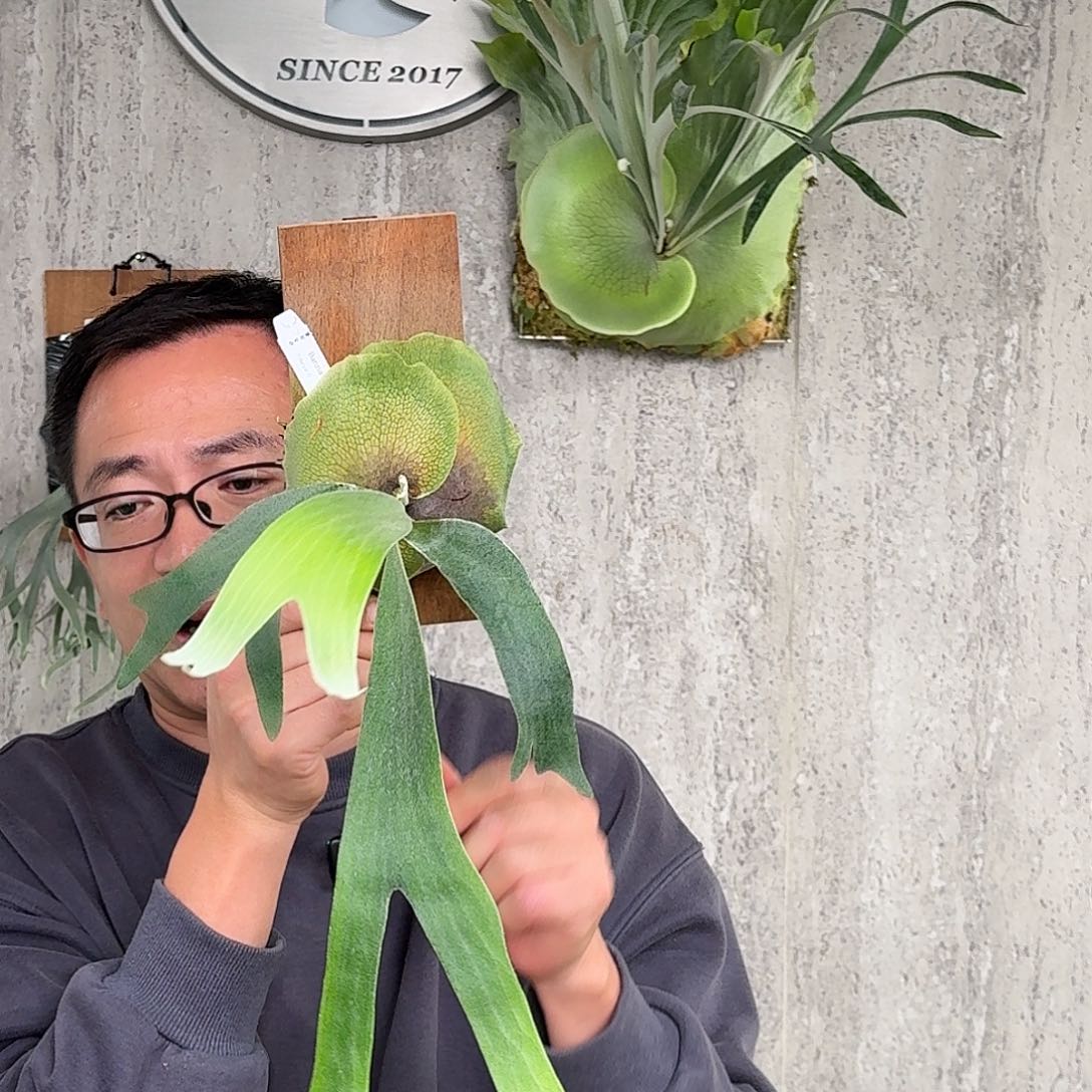 完全开放Bannaa鹿角蕨书签板春野花园