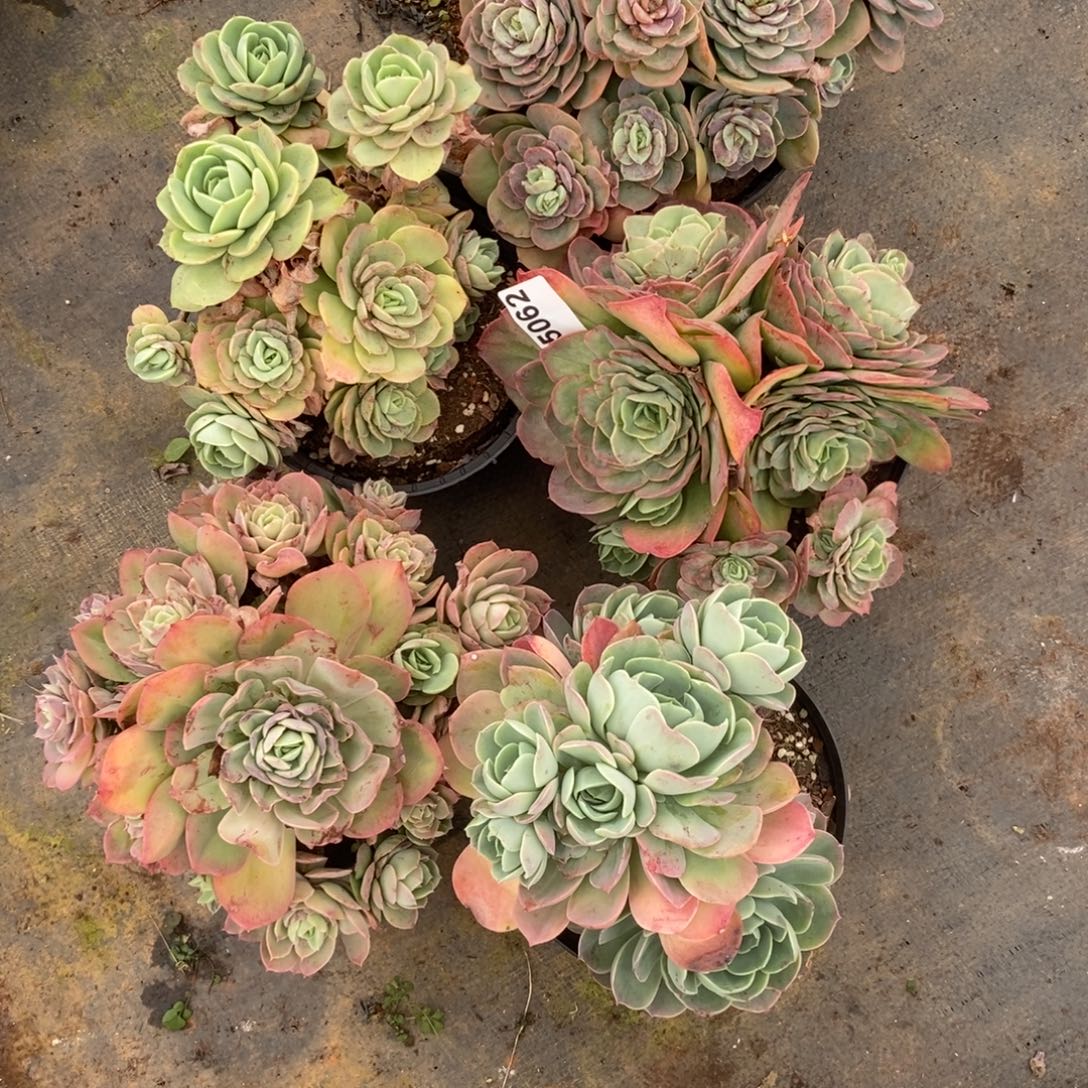 ᨳ***ᐝ5062桃花坞一物一拍5盆