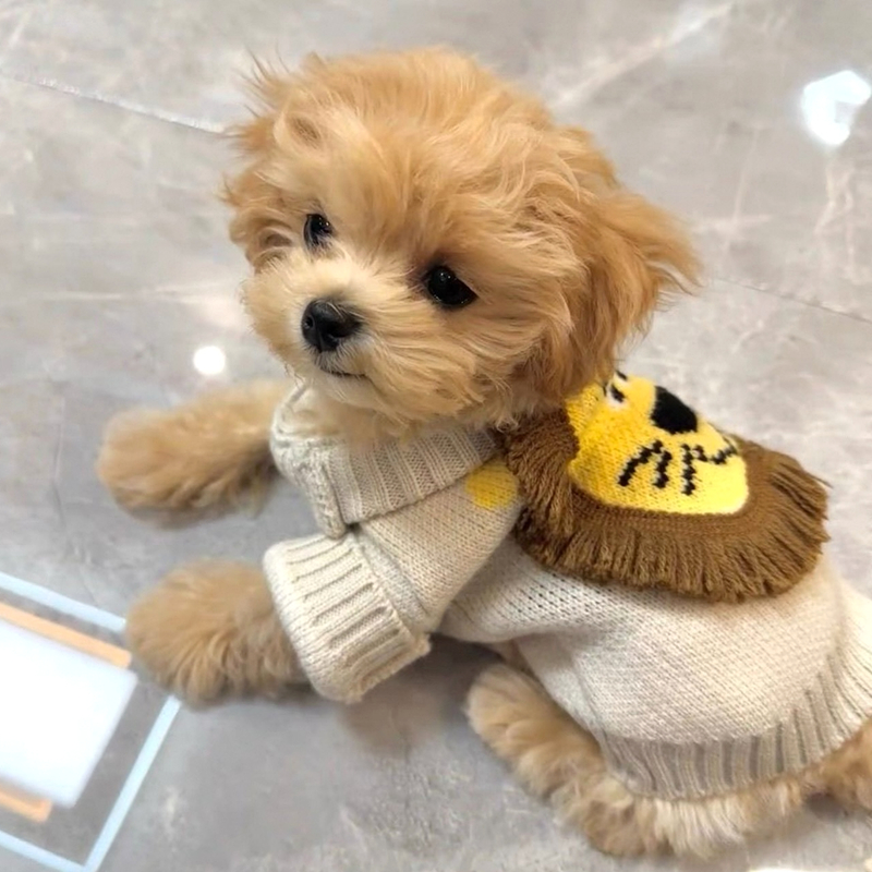 小狗狗衣服宠物猫咪春季泰迪比熊雪纳瑞小型幼犬可爱小狮子毛衣