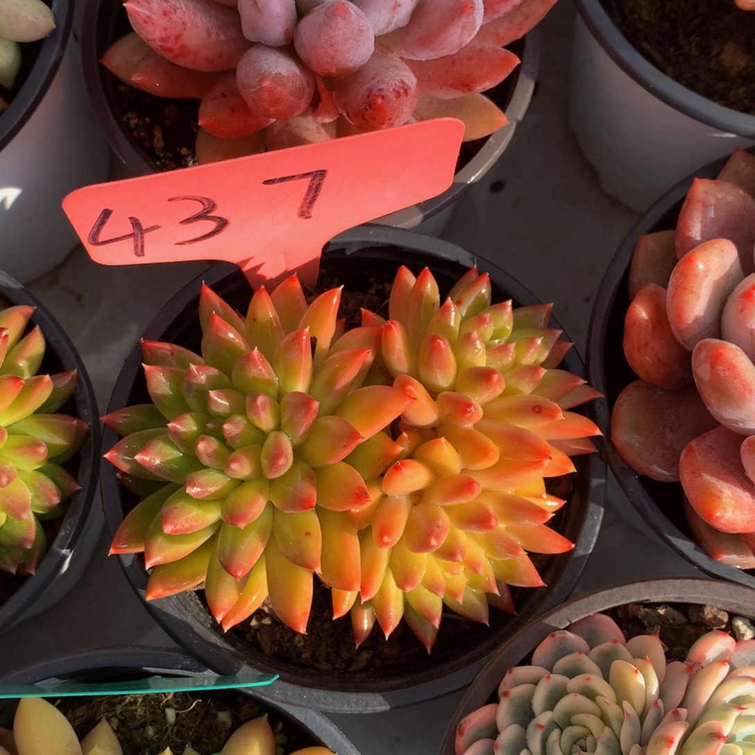 甲骨文7272727272¥27