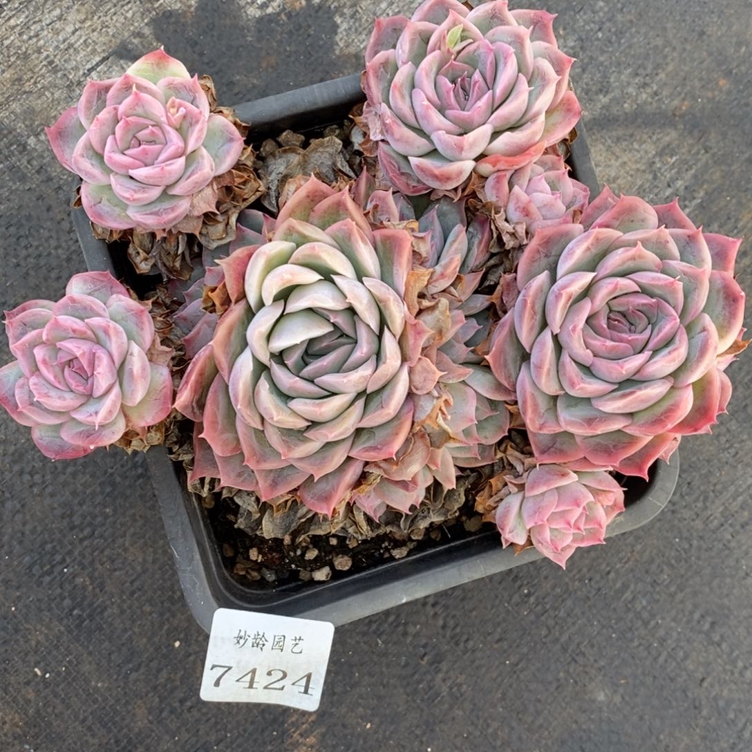 辋**客7424杂交多肉老桩