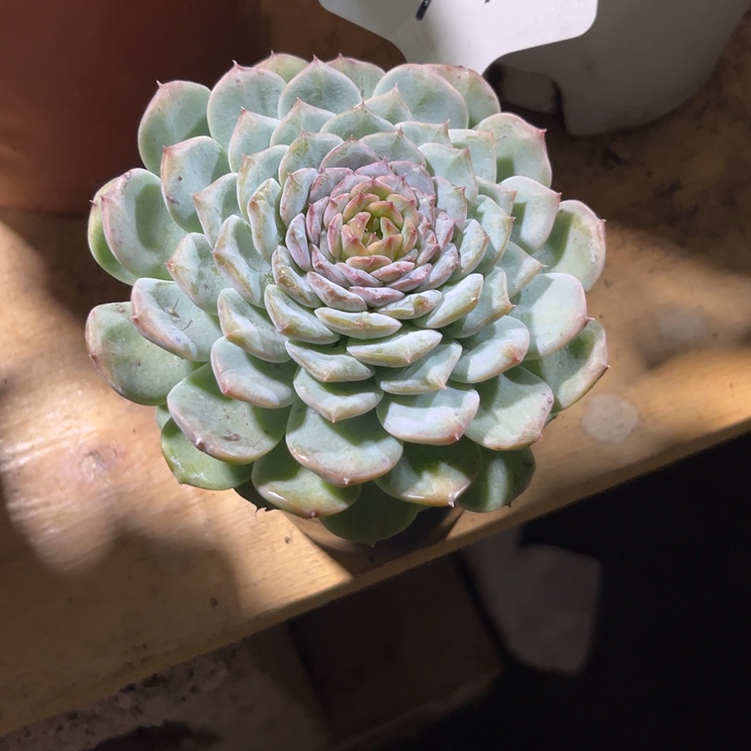 原****00000000000000000174