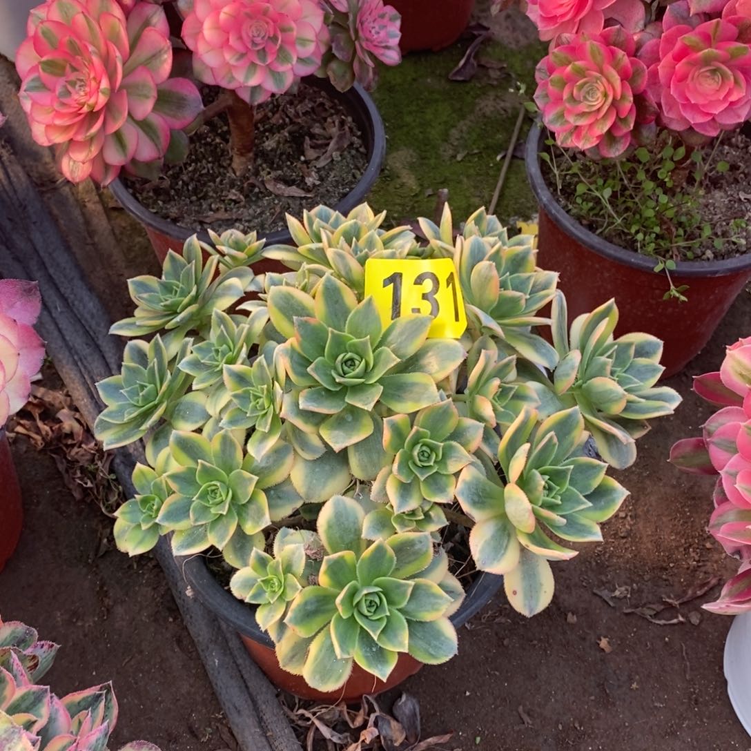 星爆多肉法师131