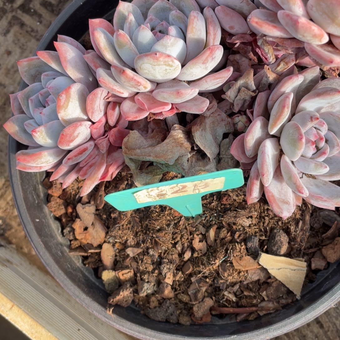 任***转星影多头群生229号