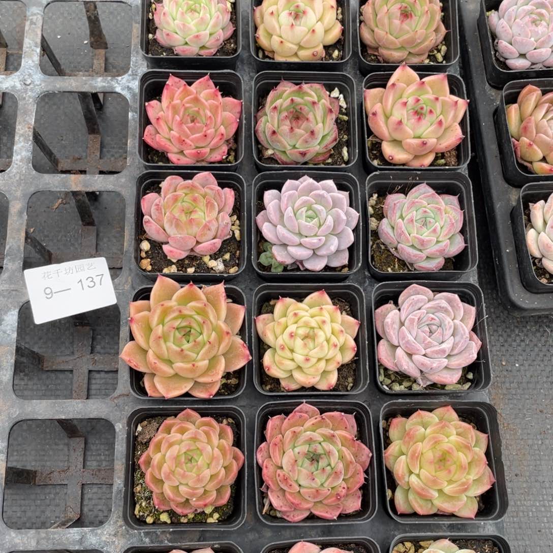 一物一拍18棵9-137