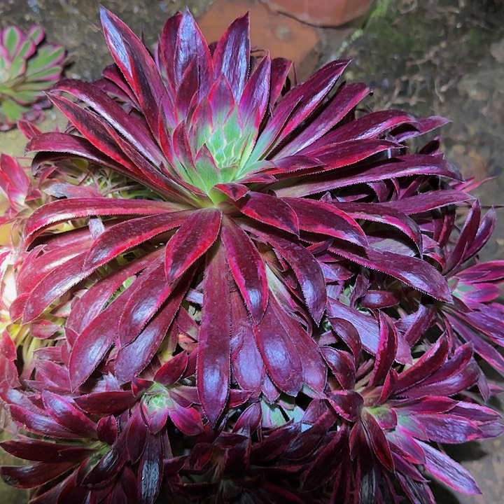 精品孔雀锦捧花特价福利36