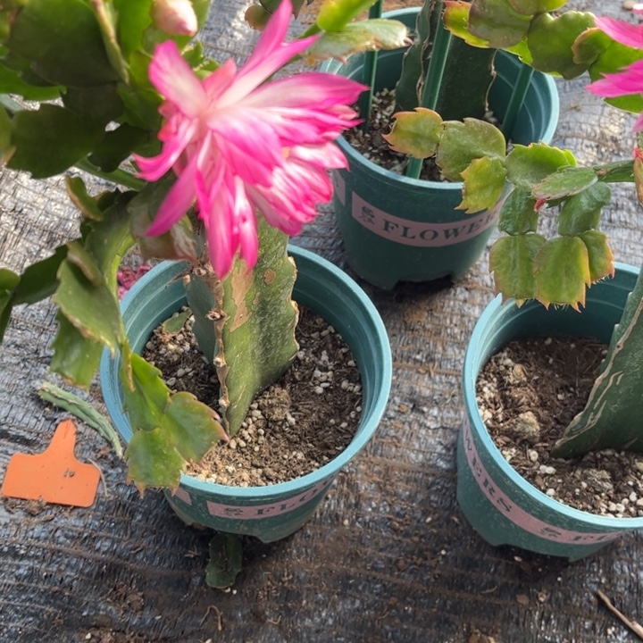 七***光61号038粉色，000000000000000000