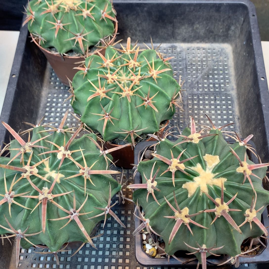       实生 凌波11.5公分起发