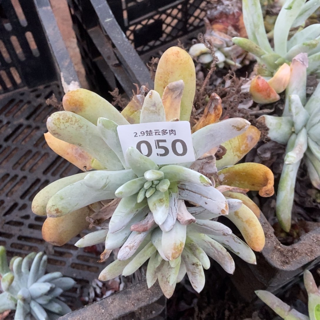 050多肉植物啦啦啦啦