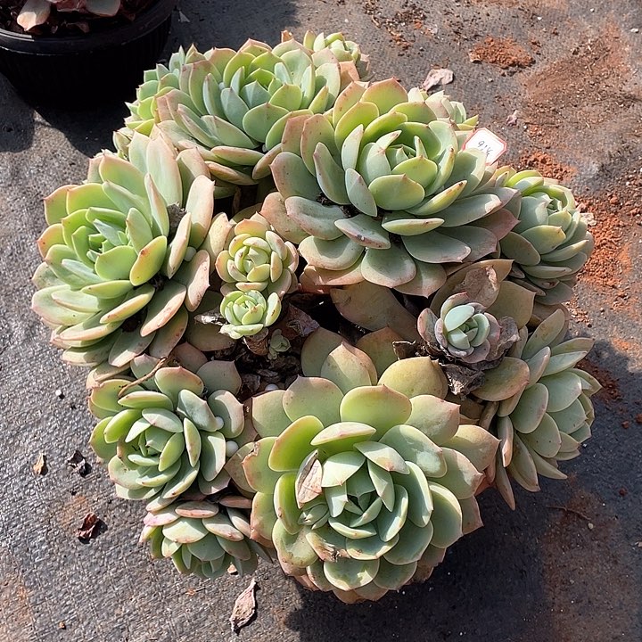 924恋曲 一物一拍多肉