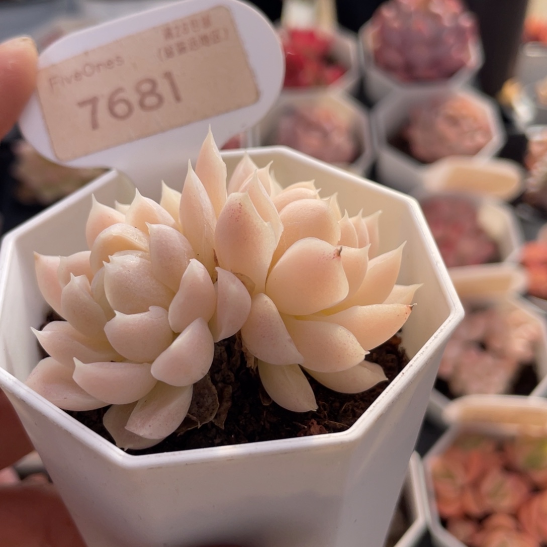 白月影7681-6.0厘米