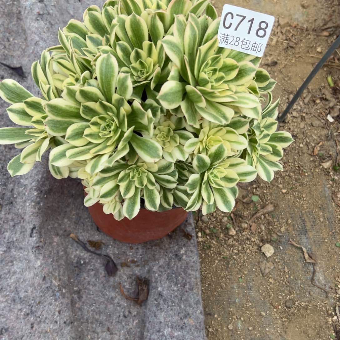 718多肉植物  迈巴赫    