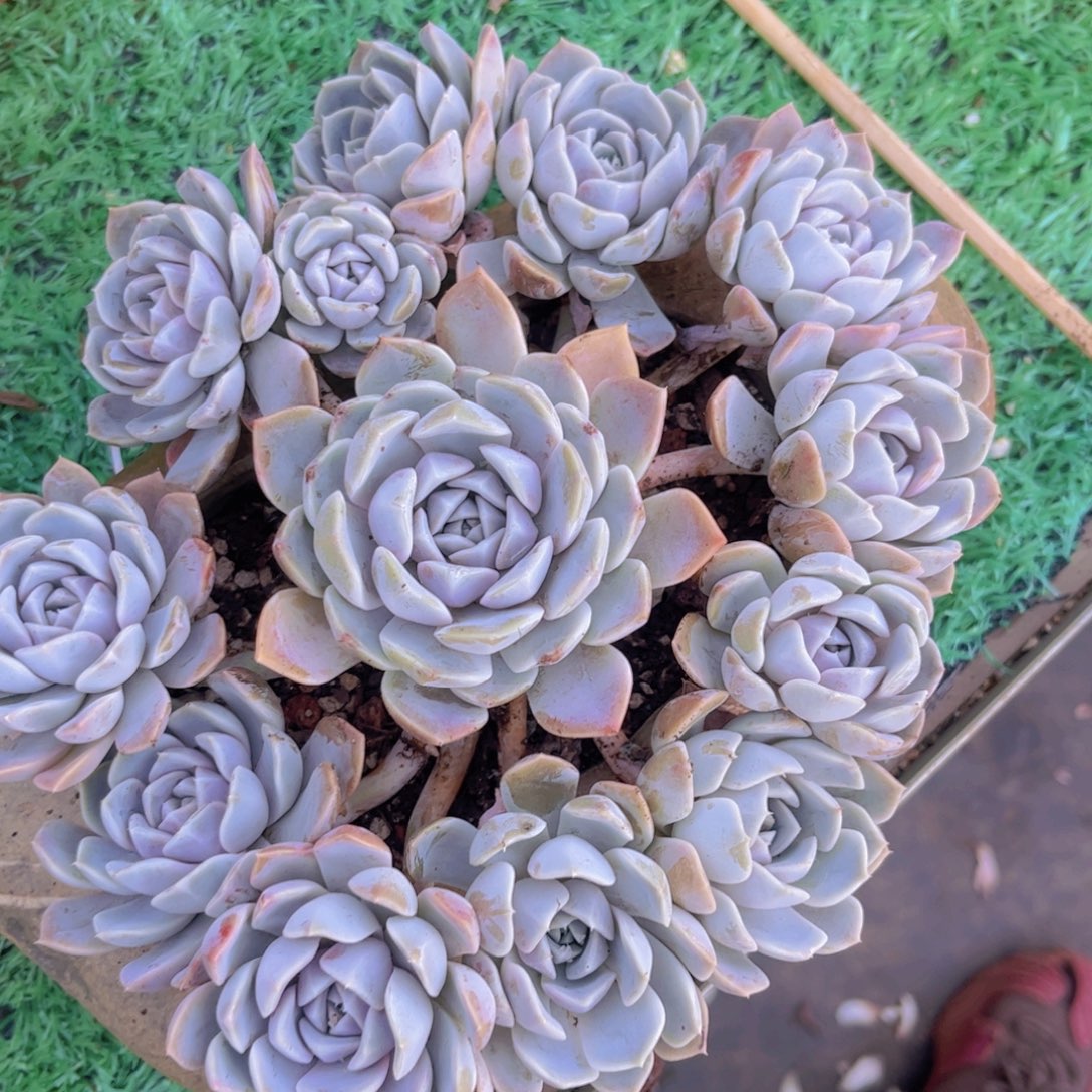 汉堡28188多肉植物