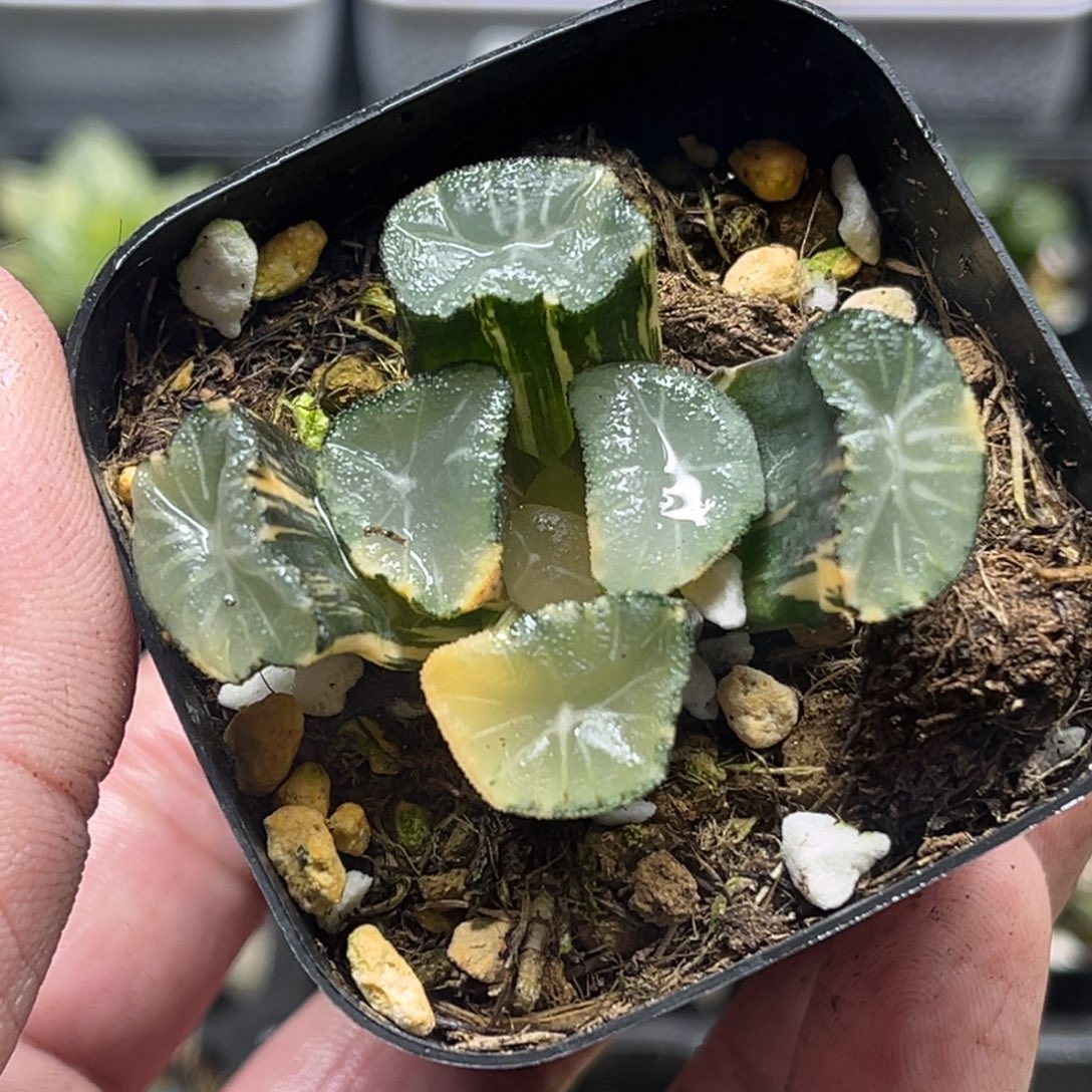 253巨大玉龙万象锦