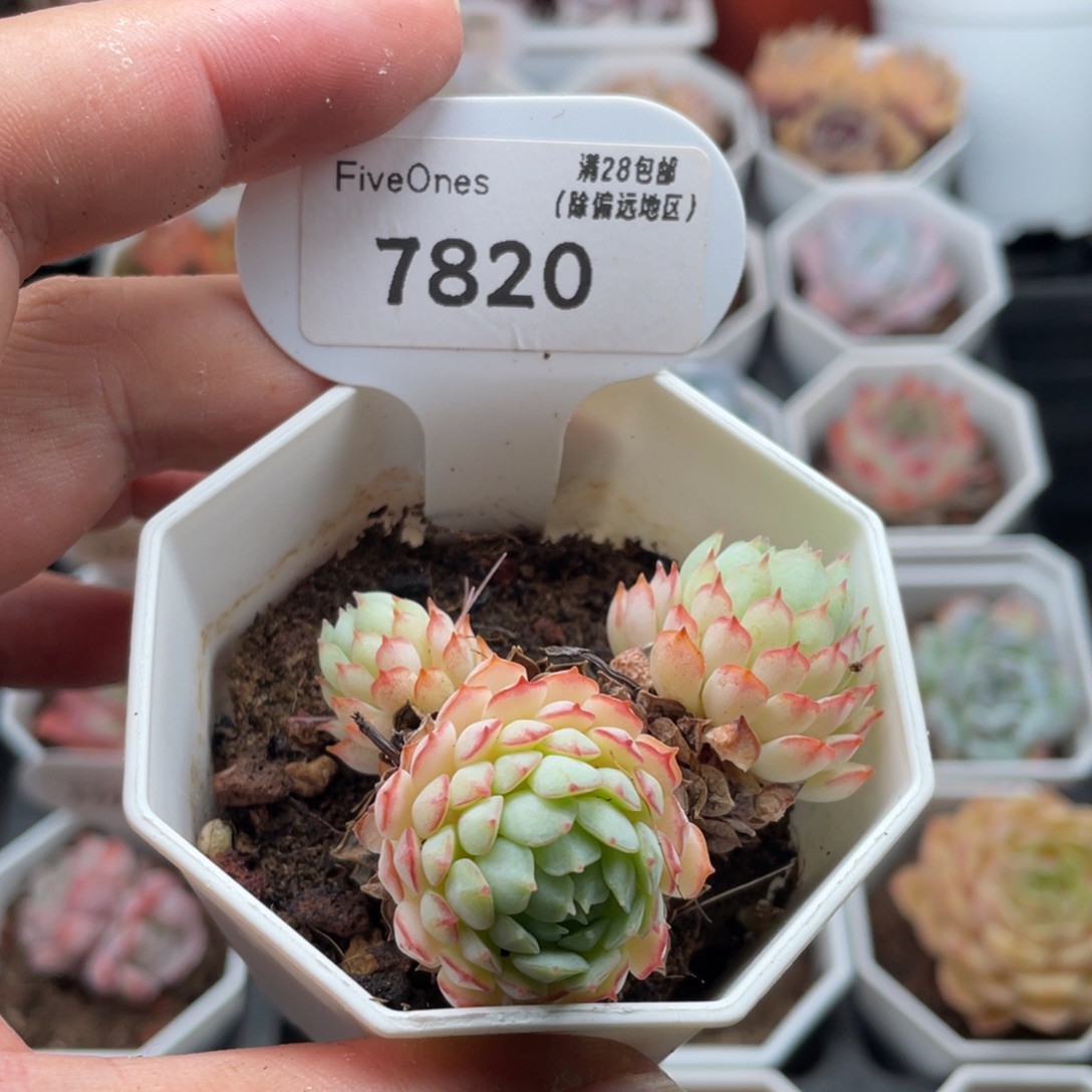 小红船7820-5厘米