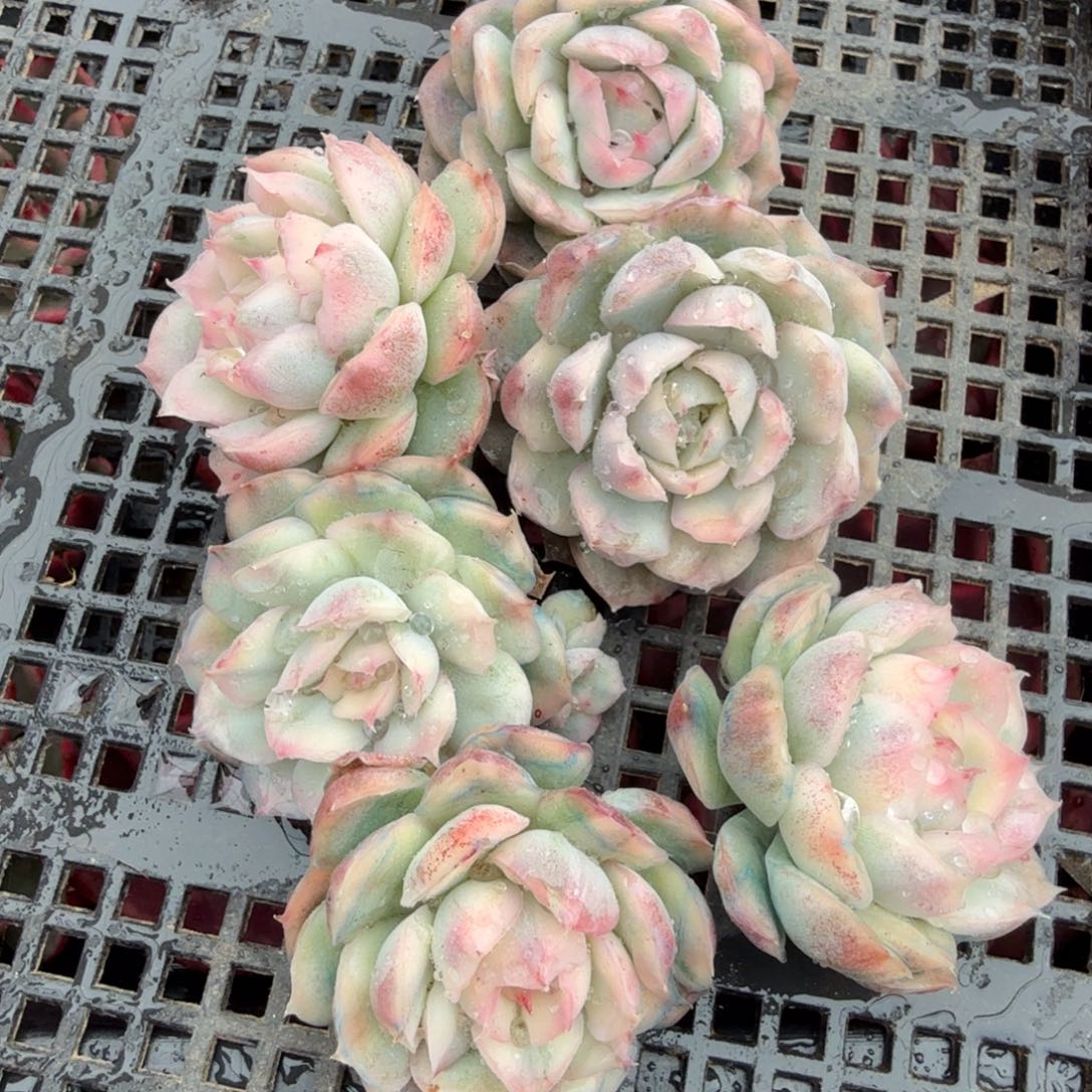 草莓蛋糕锦，多肉锦