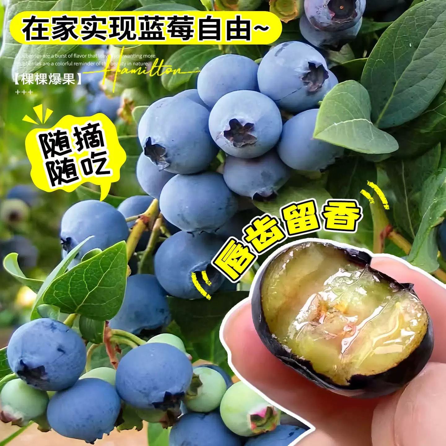 蓝莓苗1棵装 脱毒组培苗