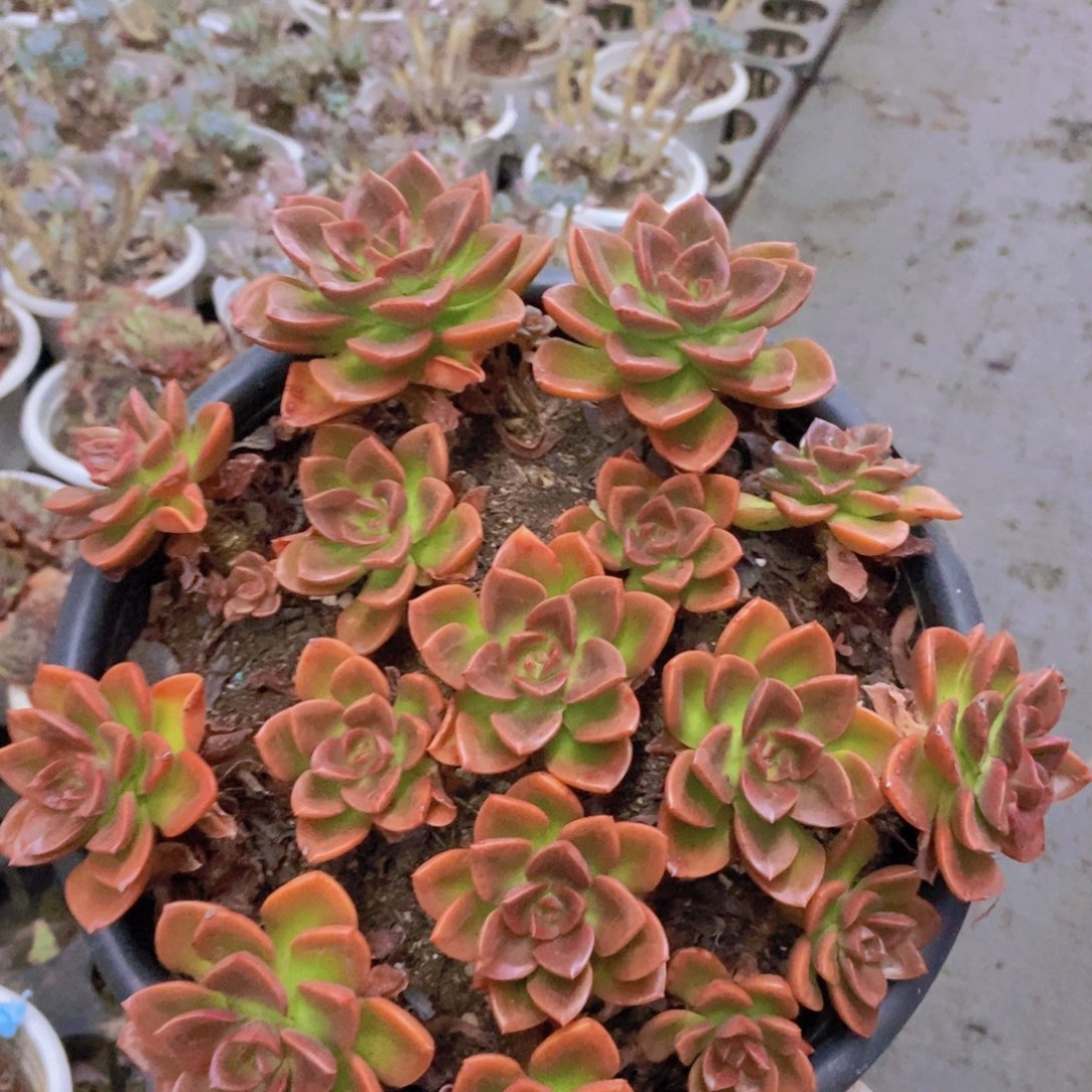 0454巧克力方砖一物一拍